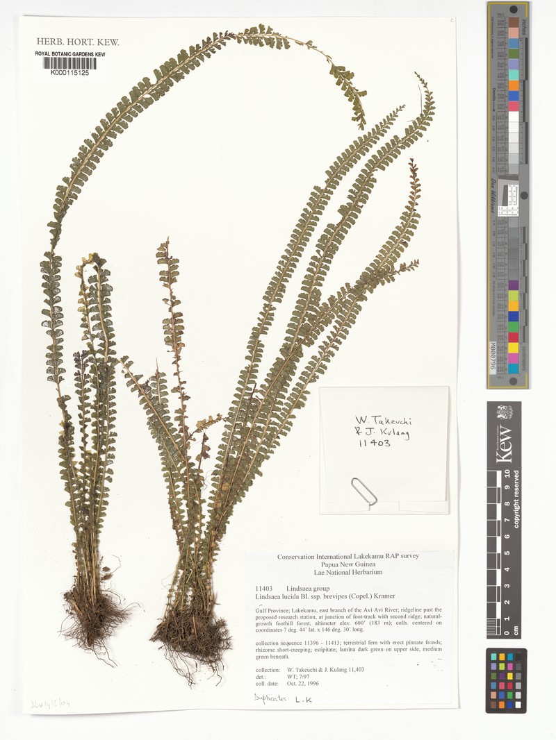 Lindsaea brevipes photo 5