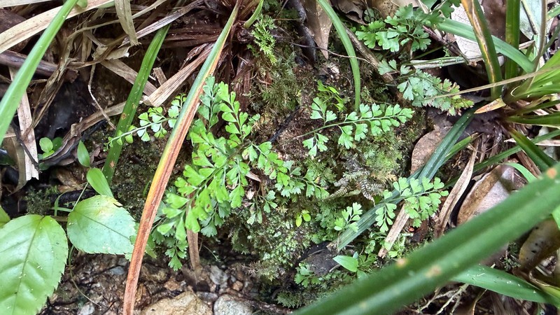 Lindsaea cambodgensis