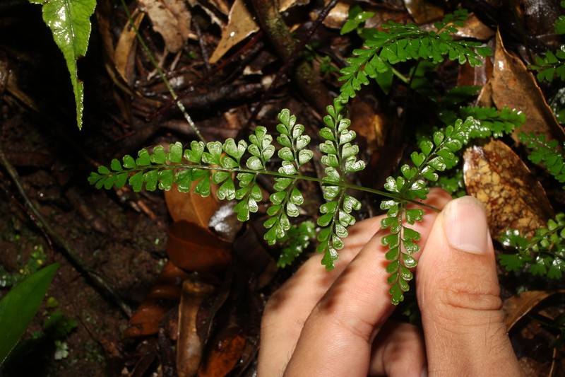 Lindsaea cambodgensis photo 2