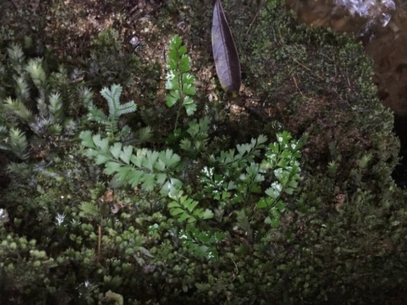 Lindsaea cambodgensis photo 3