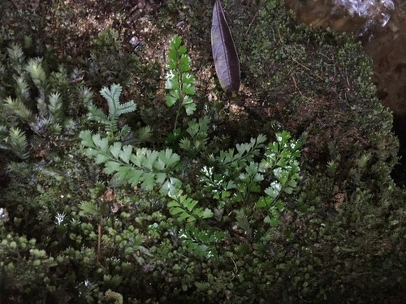 Lindsaea cambodgensis photo 4