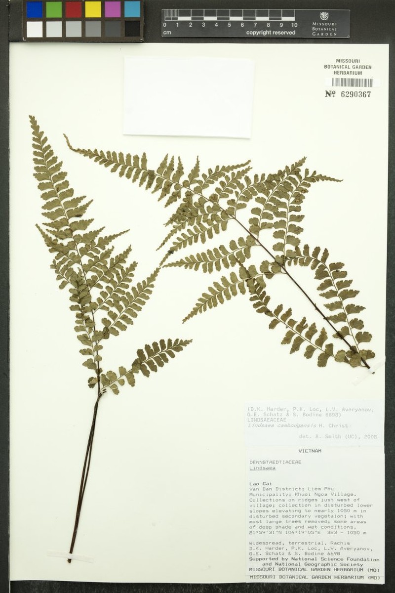 Lindsaea cambodgensis photo 5