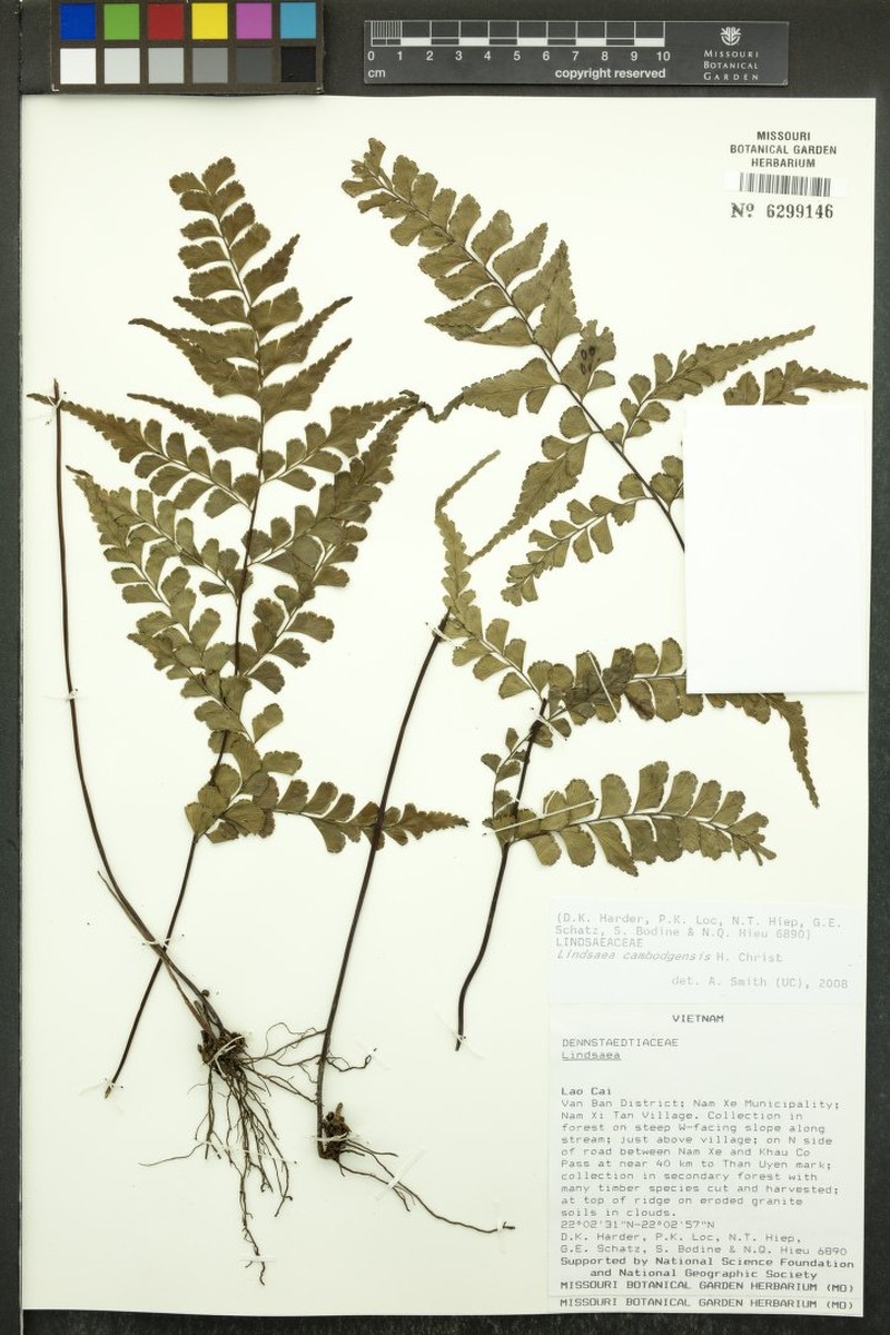 Lindsaea cambodgensis photo 6
