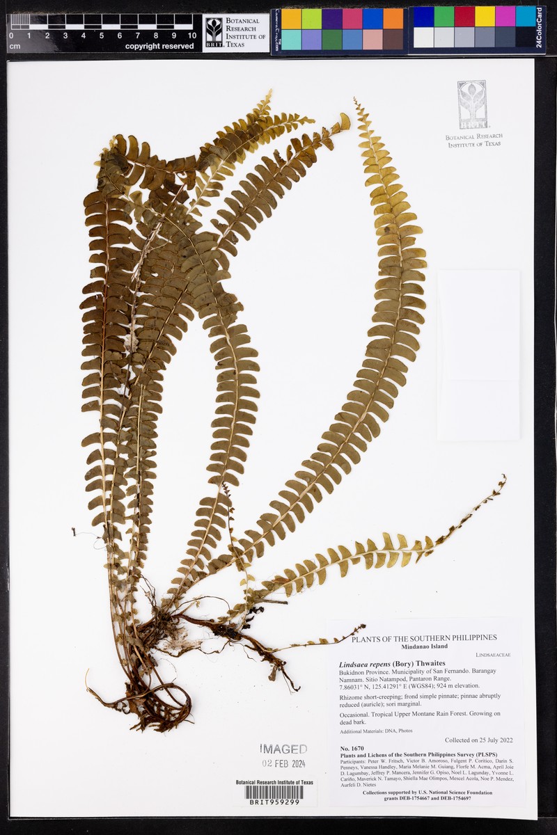 Lindsaea capillacea