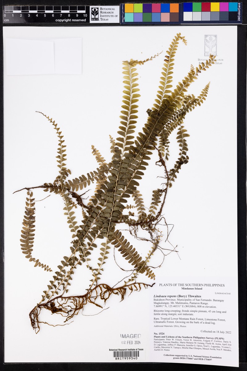 Lindsaea capillacea photo 2