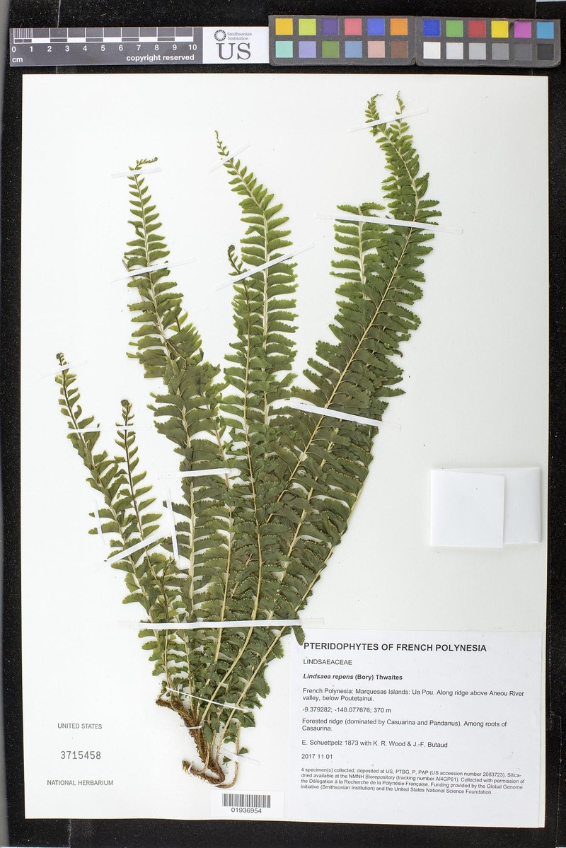 Lindsaea capillacea photo 3