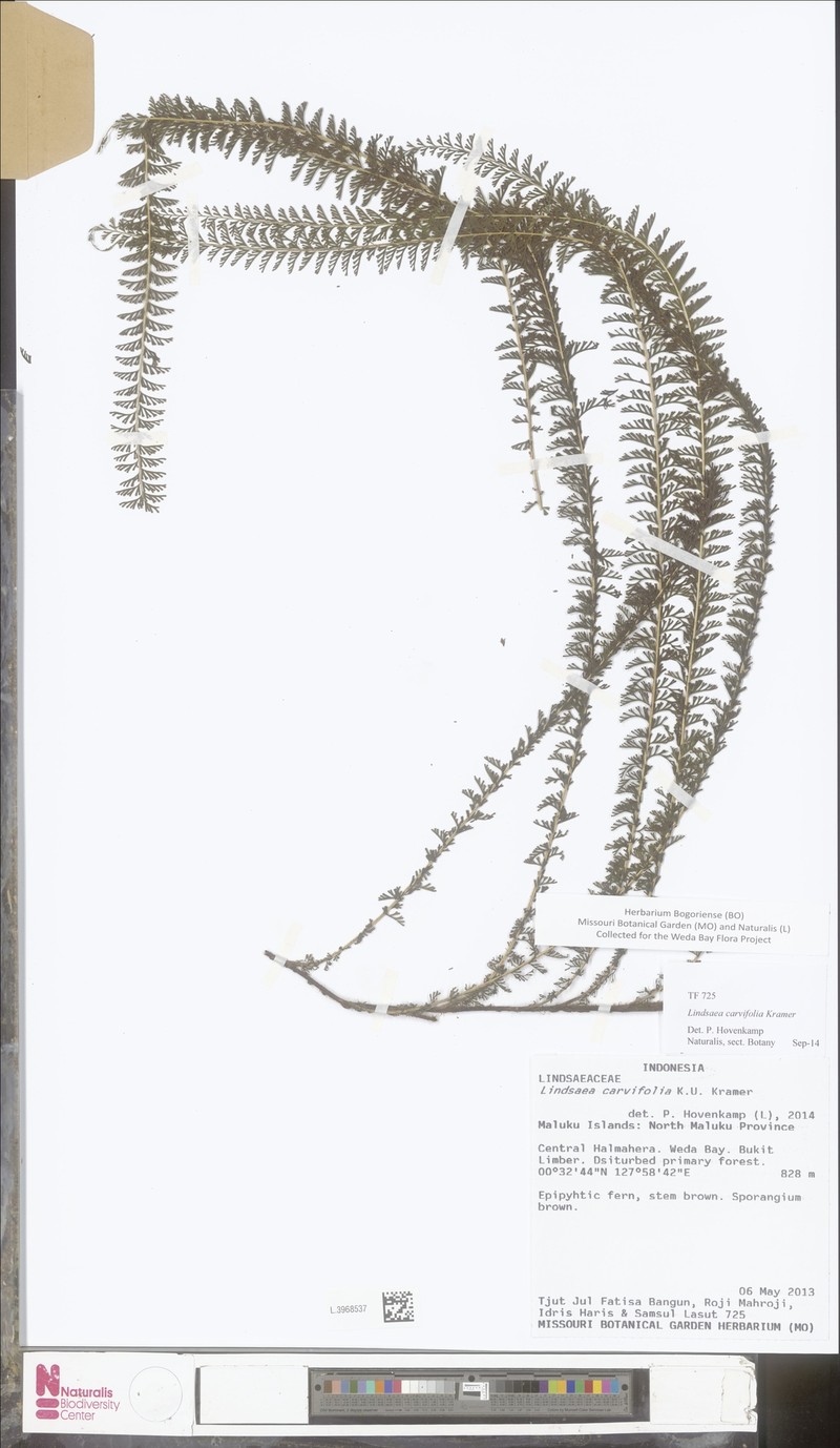 Lindsaea carvifolia