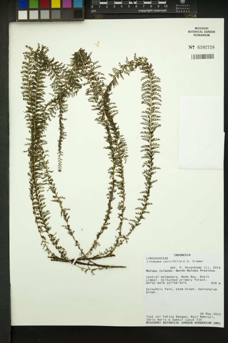 Lindsaea carvifolia photo 2