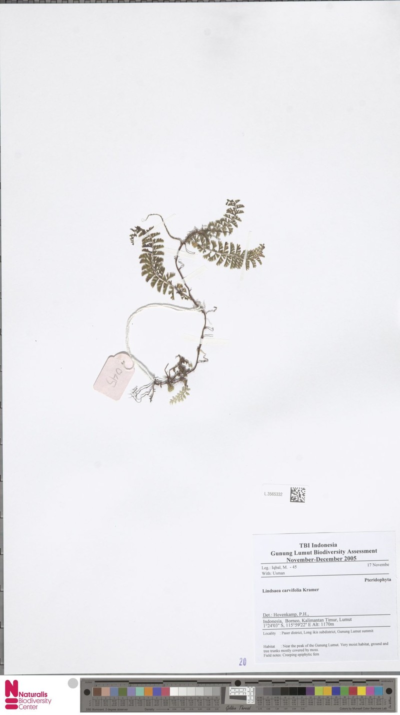 Lindsaea carvifolia photo 3