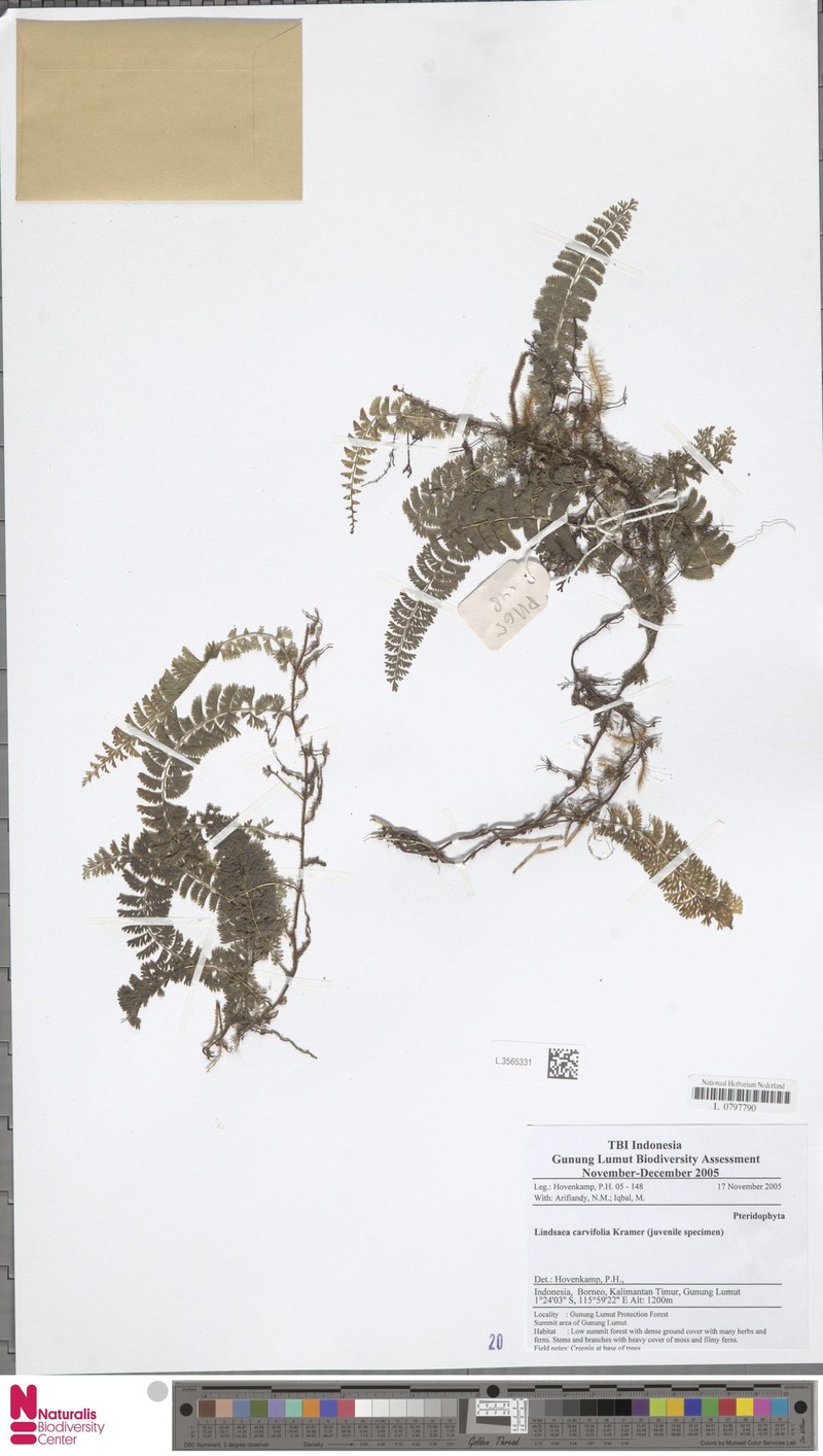 Lindsaea carvifolia photo 4