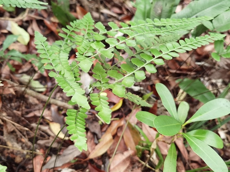 Lindsaea chienii