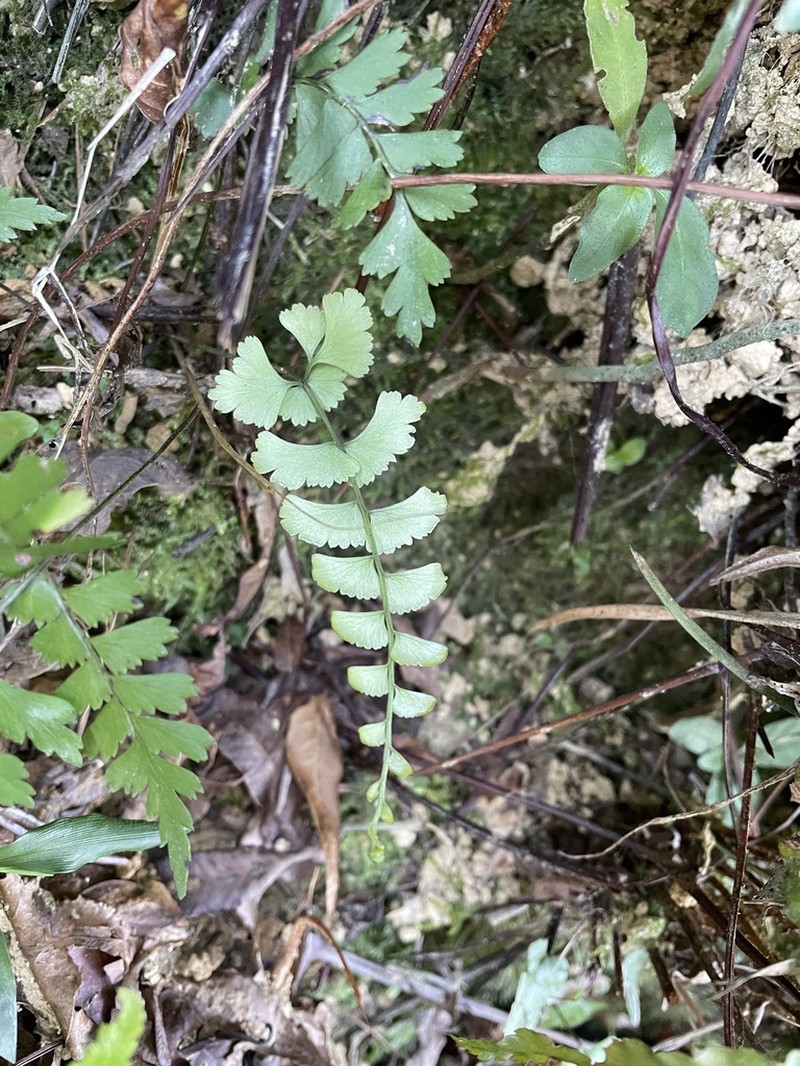 Lindsaea chienii photo 2