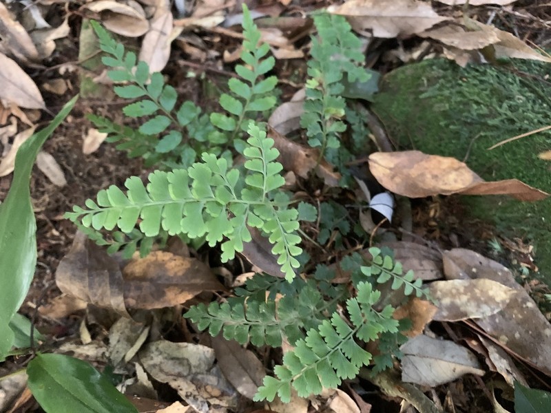 Lindsaea chienii photo 3