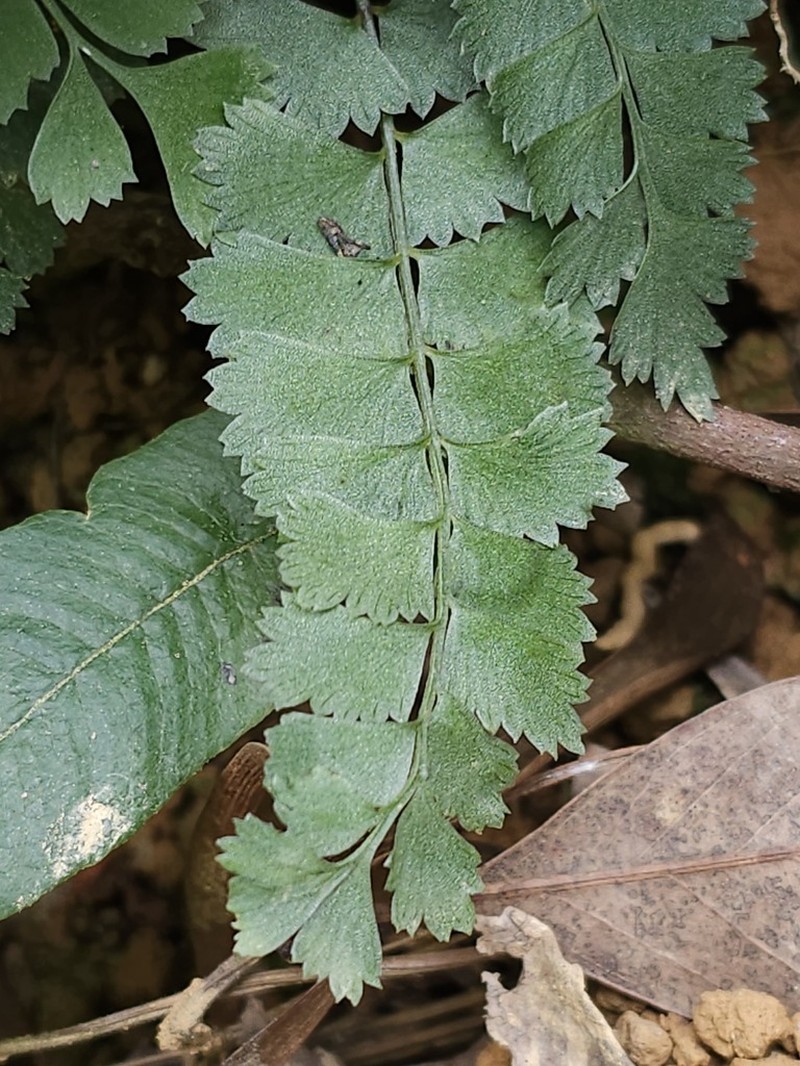 Lindsaea chienii photo 4