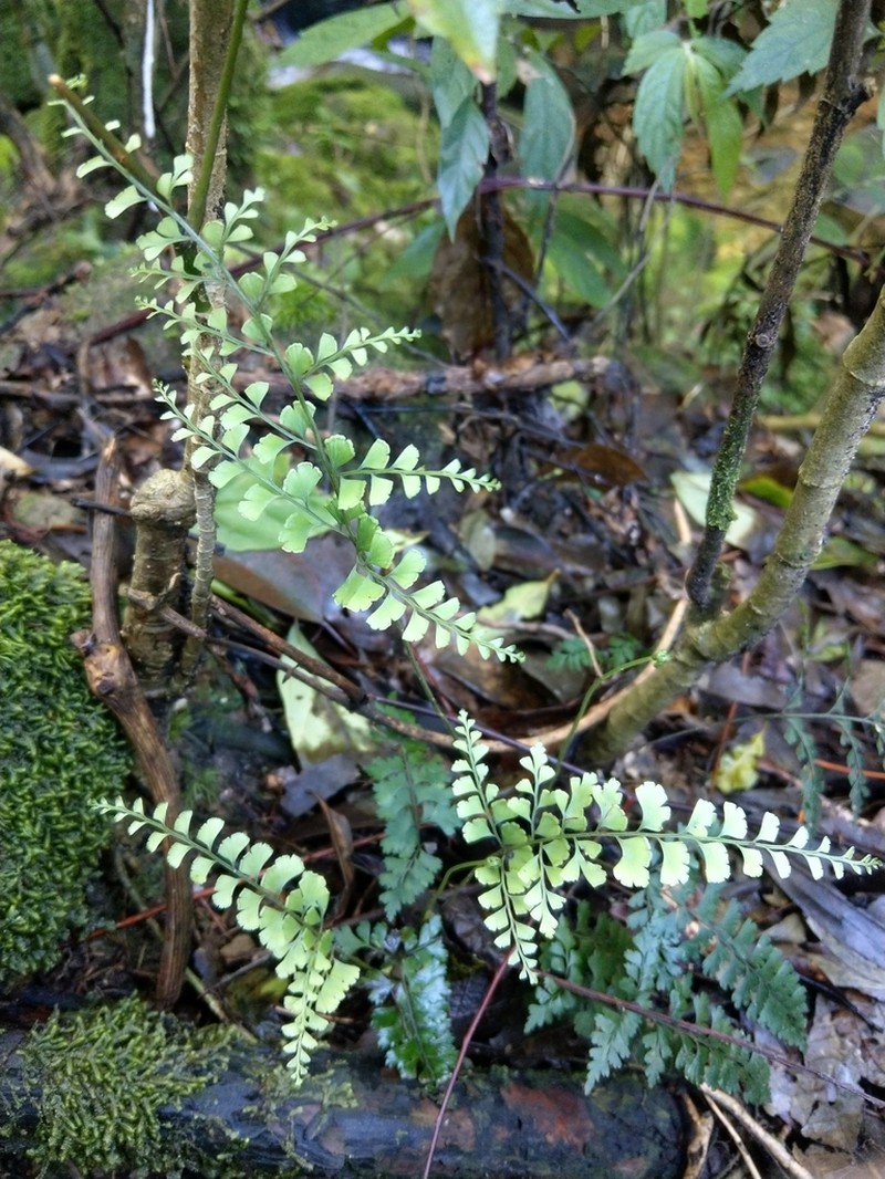 Lindsaea chienii photo 6