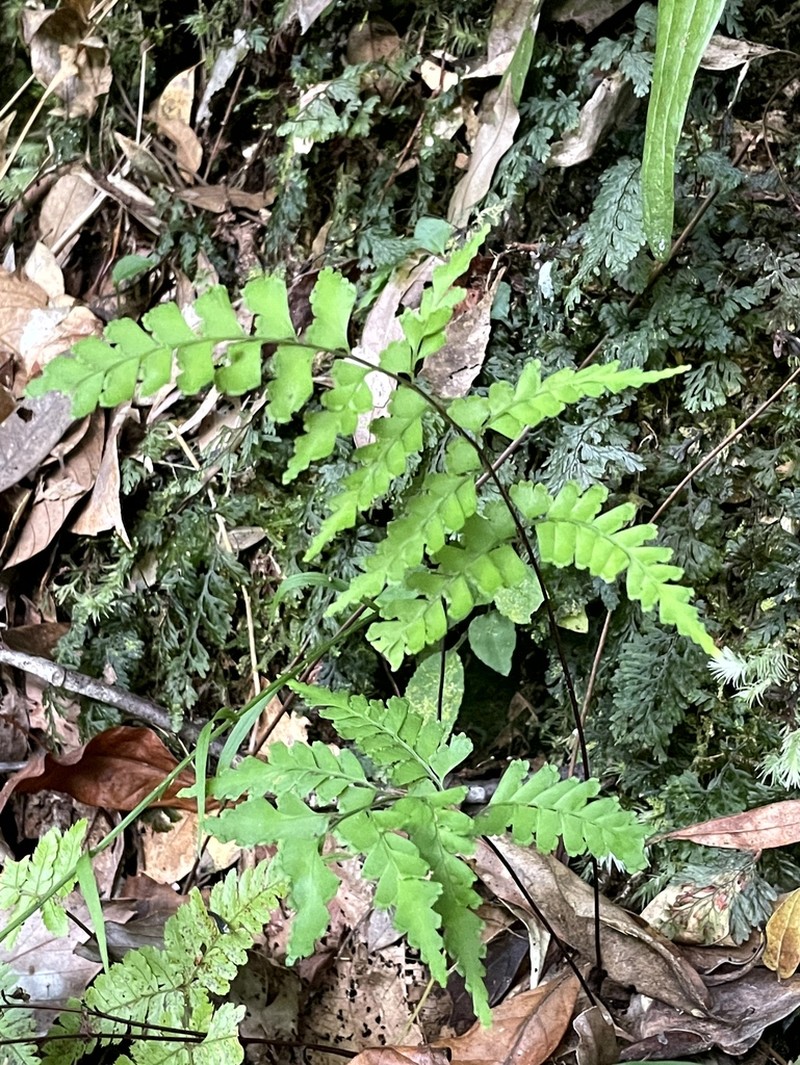 Lindsaea chienii photo 7