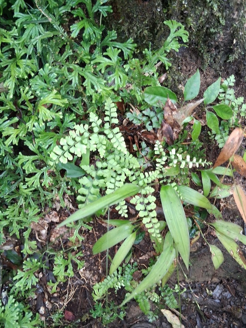 Lindsaea chienii photo 8