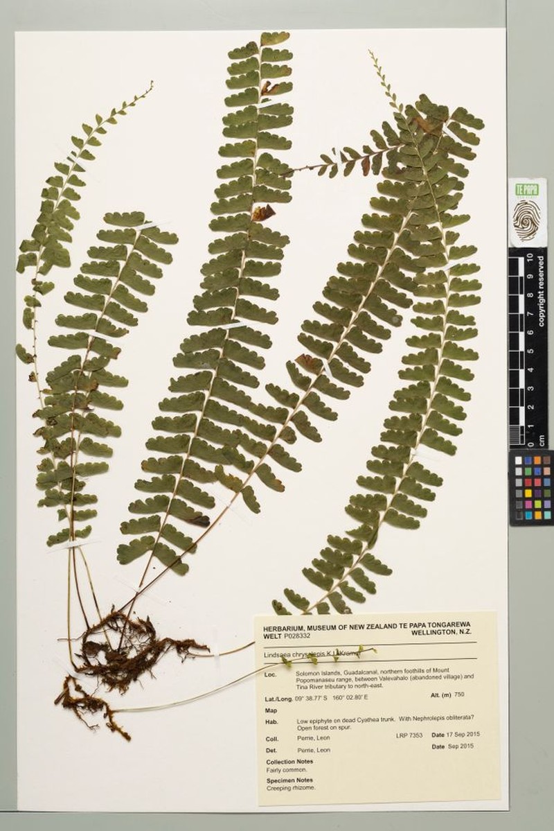 Lindsaea chrysolepis