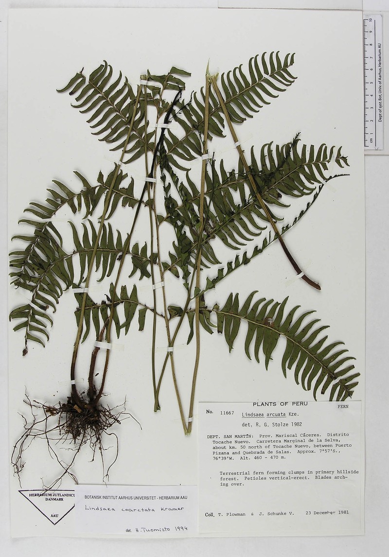 Lindsaea coarctata