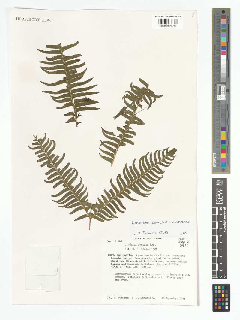 Lindsaea coarctata photo 2