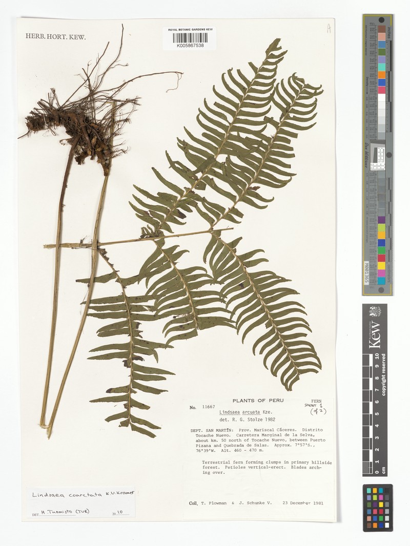 Lindsaea coarctata photo 3