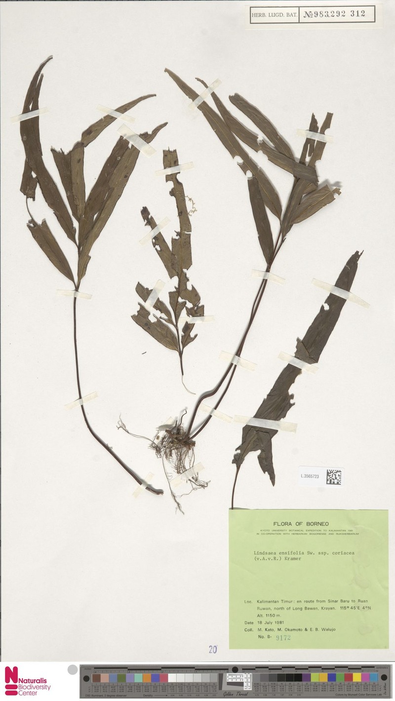 Lindsaea coriacea