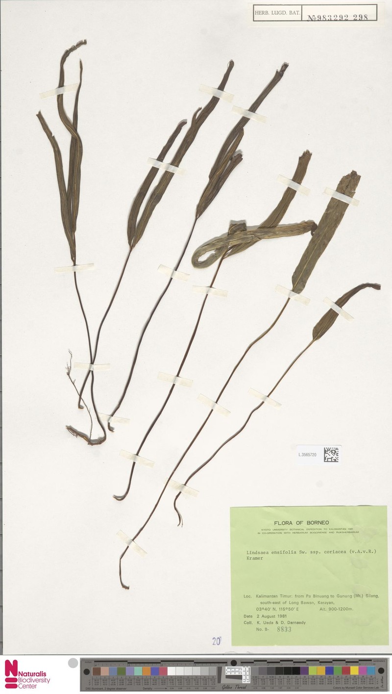 Lindsaea coriacea photo 2