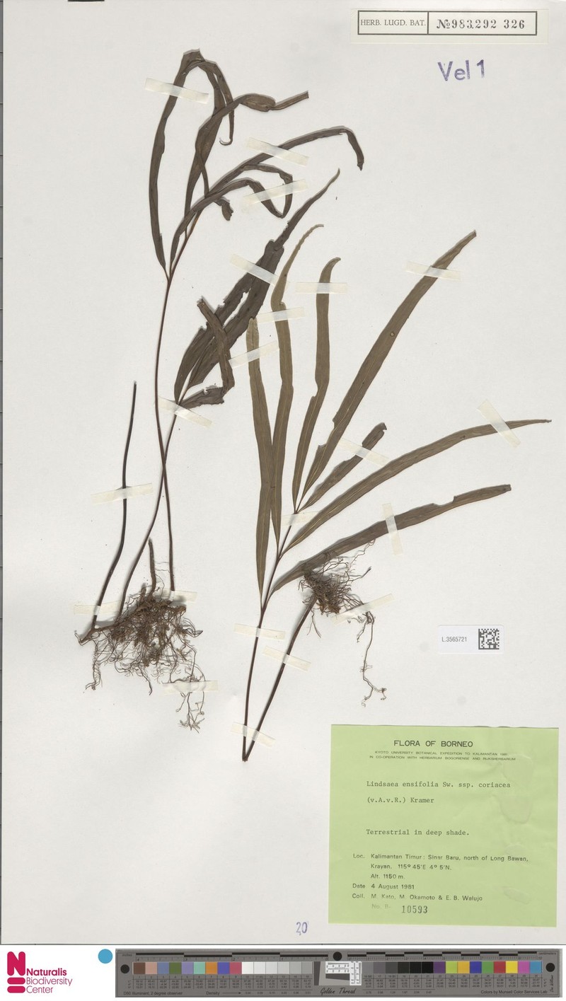 Lindsaea coriacea photo 3