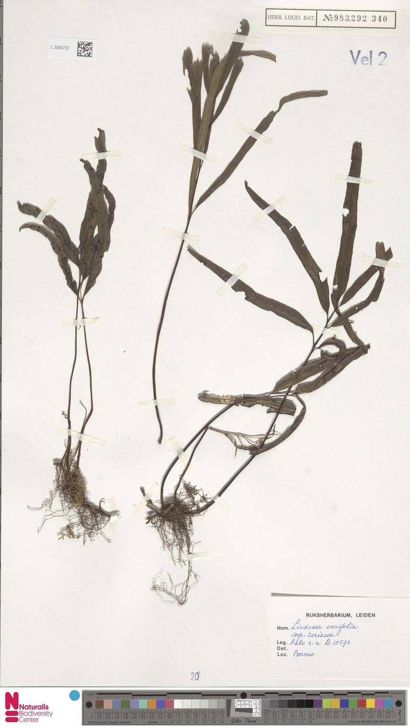 Lindsaea coriacea photo 4