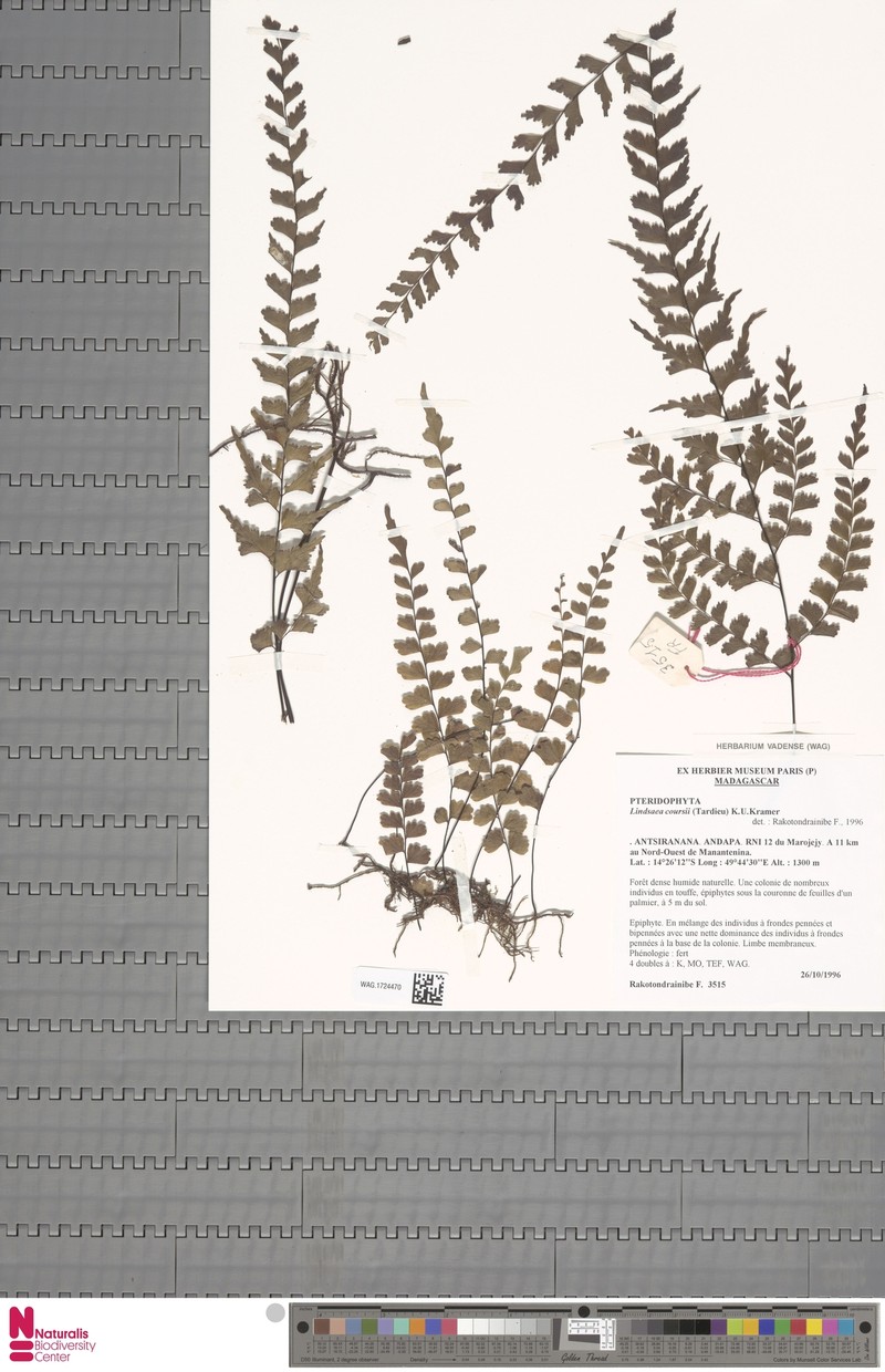 Lindsaea coursii