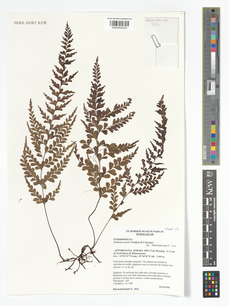 Lindsaea coursii photo 2