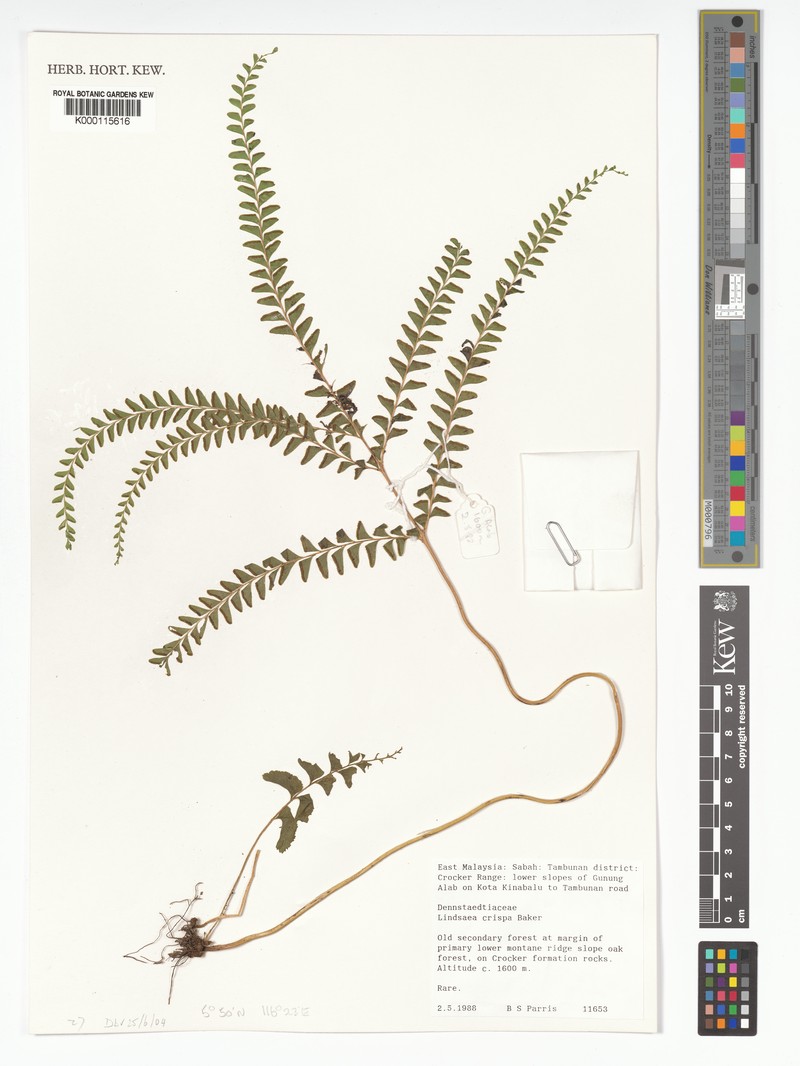 Lindsaea crispa