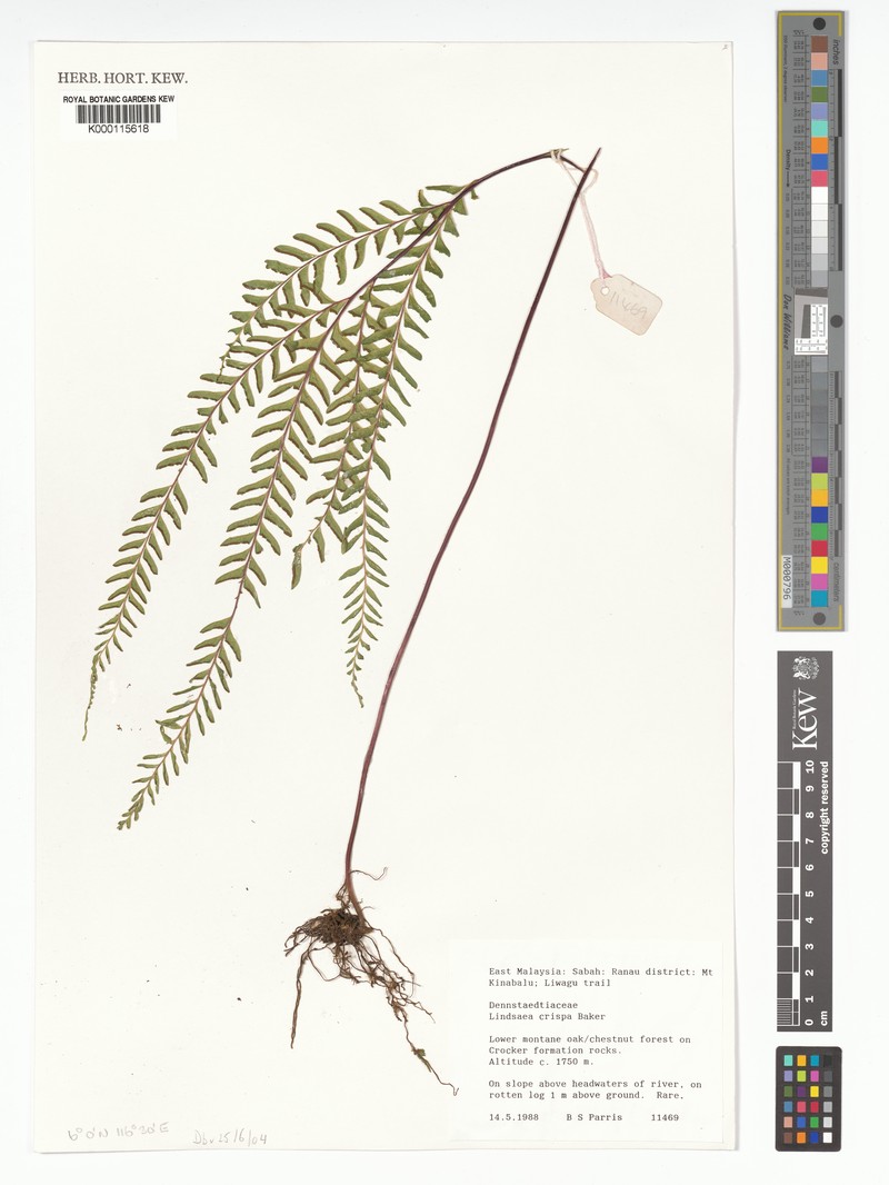 Lindsaea crispa photo 2