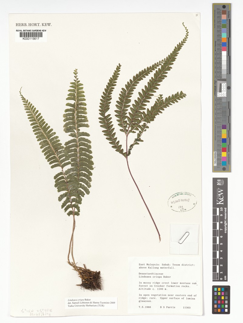 Lindsaea crispa photo 3