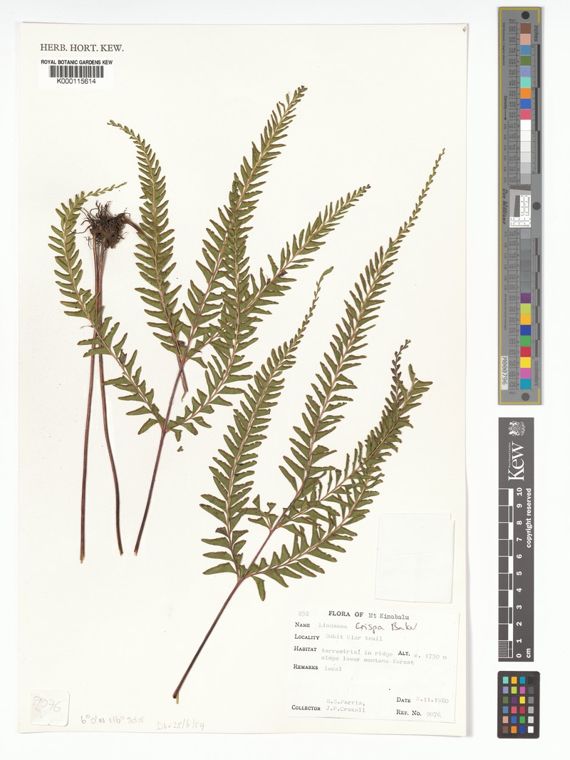 Lindsaea crispa photo 4