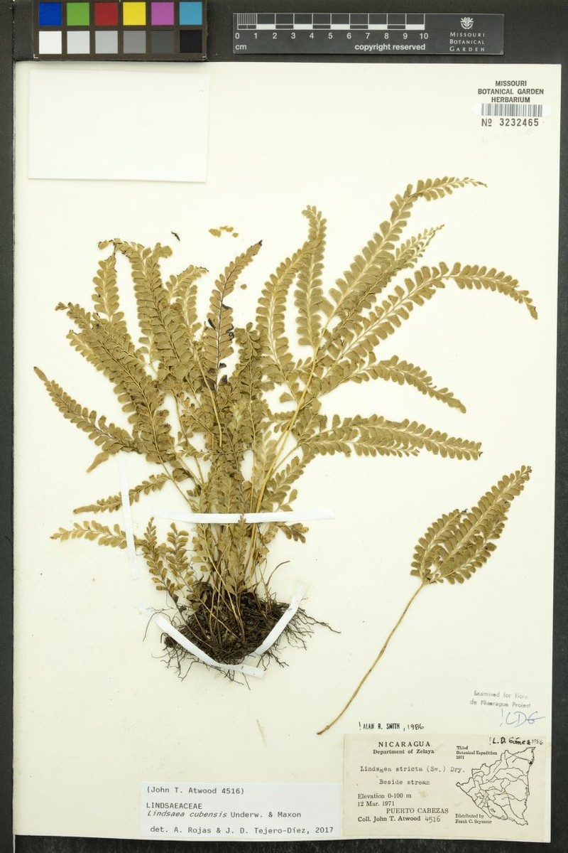 Lindsaea cubensis photo 2