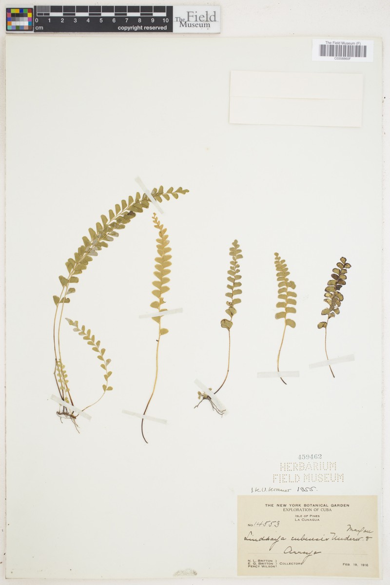 Lindsaea cubensis photo 3