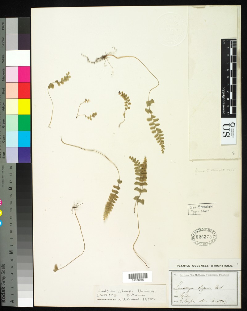 Lindsaea cubensis