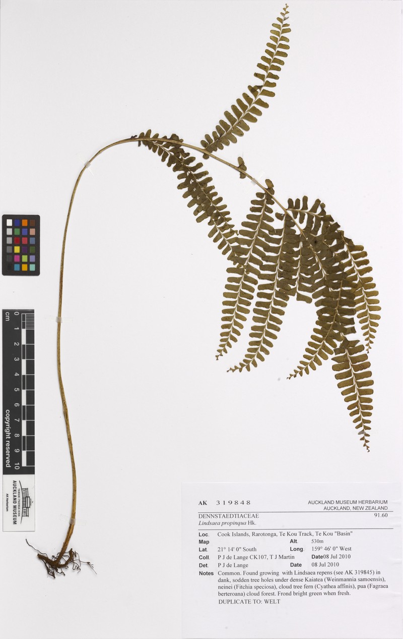 Necklace Fern photo 3