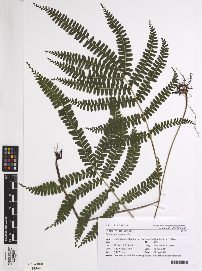 Necklace Fern photo 4