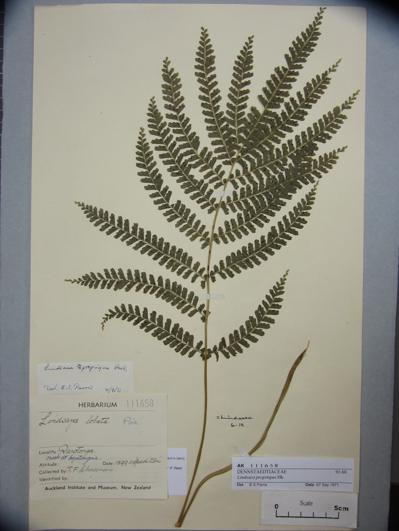 Necklace Fern photo 5