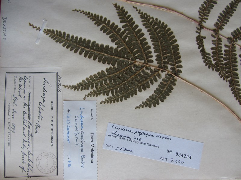 Necklace Fern photo 6