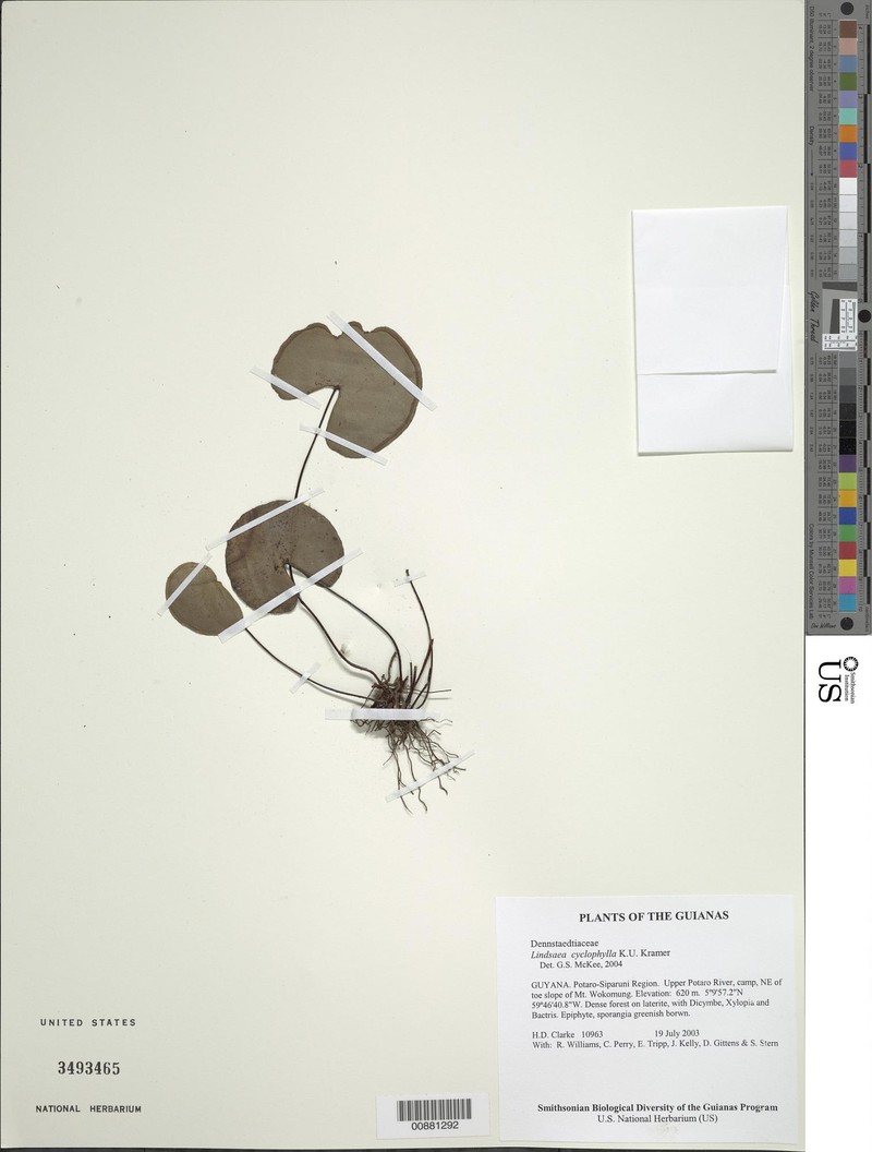Lindsaea cyclophylla photo 2