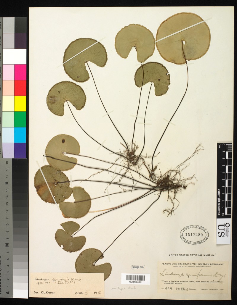 Lindsaea cyclophylla