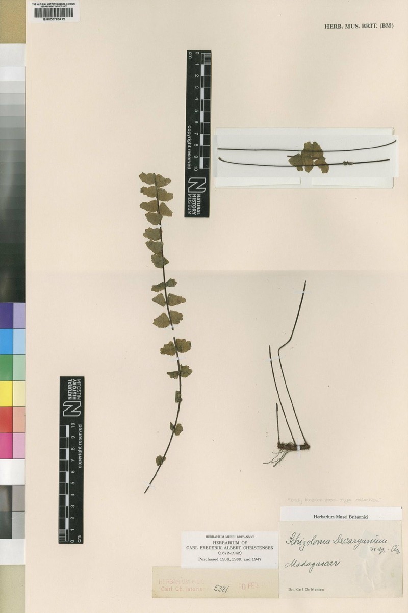 Lindsaea decaryana