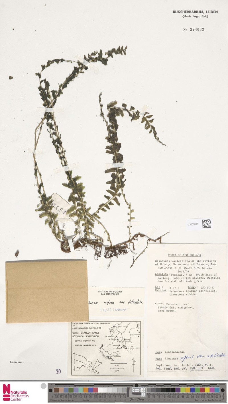 Lindsaea delicatula