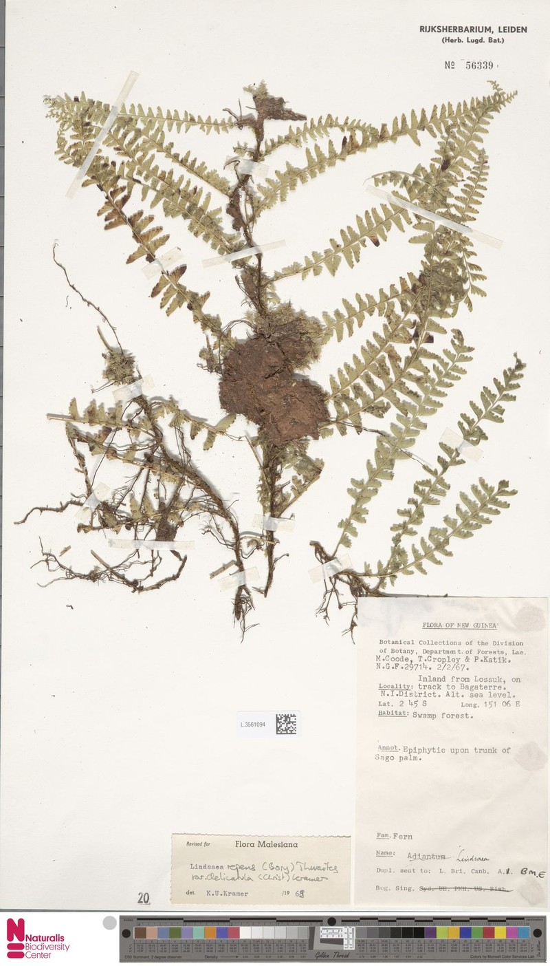 Lindsaea delicatula photo 2