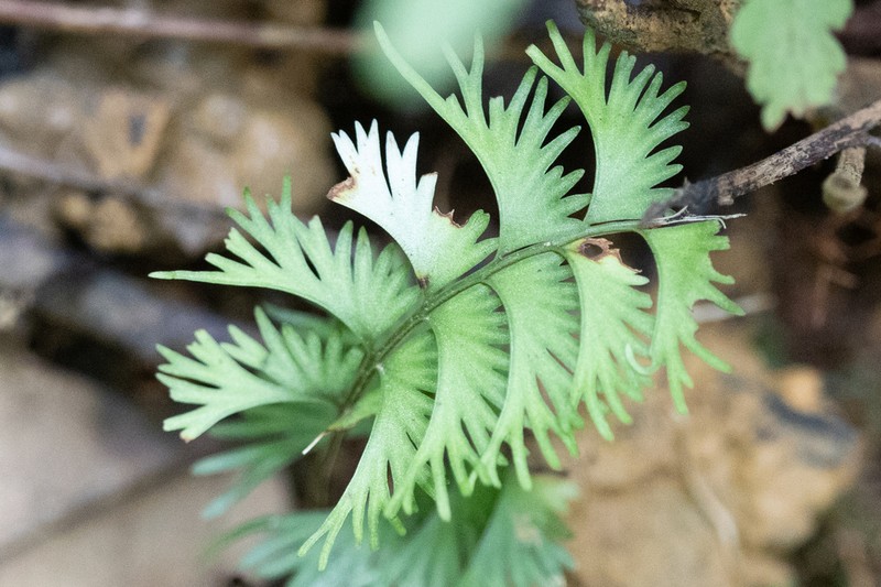 Lindsaea digitata