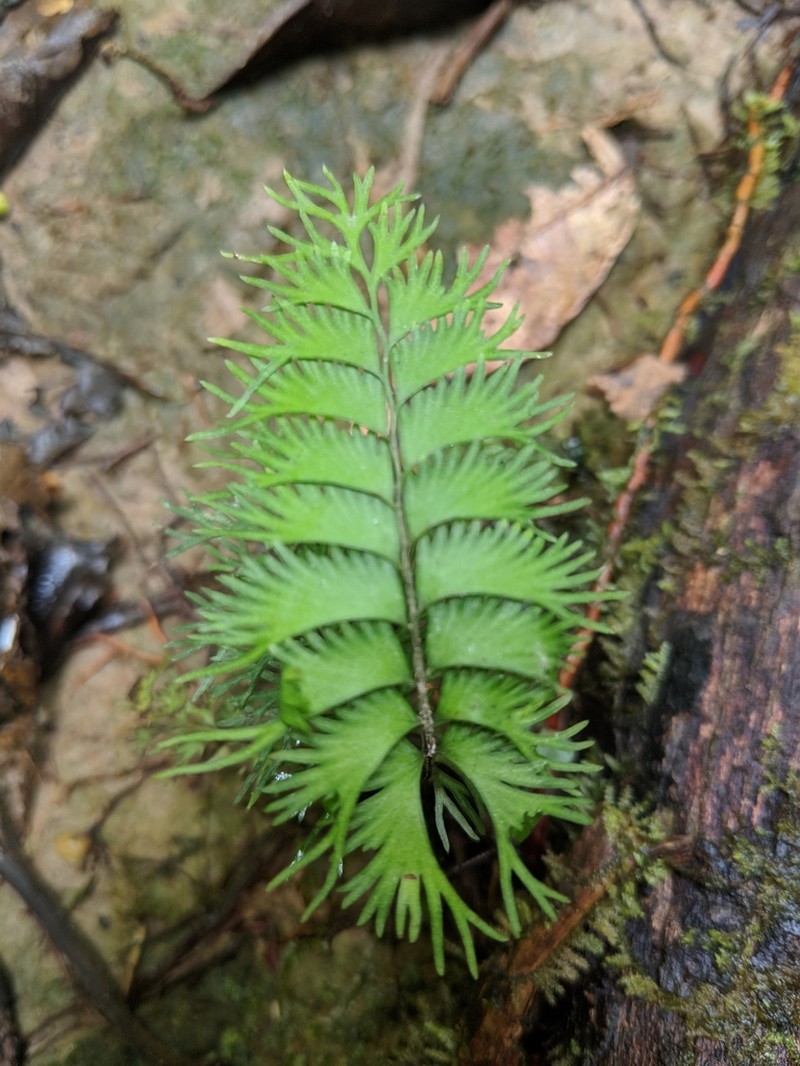 Lindsaea digitata photo 2