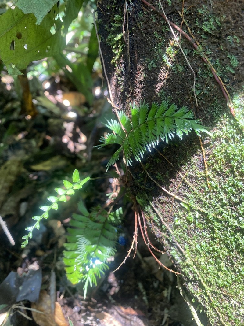 Lindsaea digitata photo 3